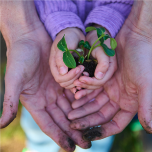 hands of an adult and a child holding a soil with a seedling